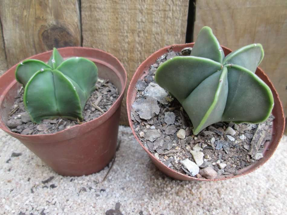 Astrophytum. 7.5cm pots. 2 plants.