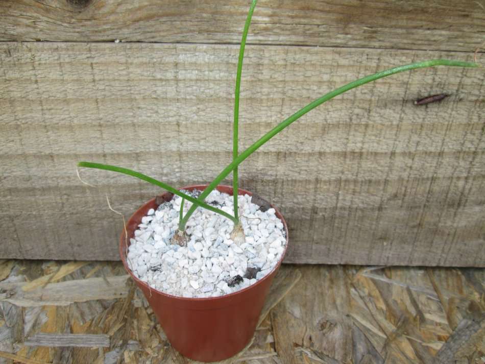 Albuca bracteata (Pregnant Fairy / Onion). 7.5cm pot.