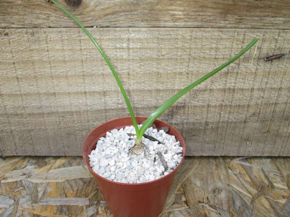 Albuca bracteata (Pregnant Fairy / Onion). 7.5cm pot.