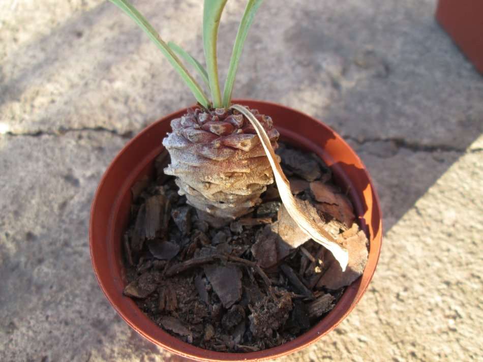 7.5 cm pot/ Succulent. Live plant. Euphorbia bupleurifolia