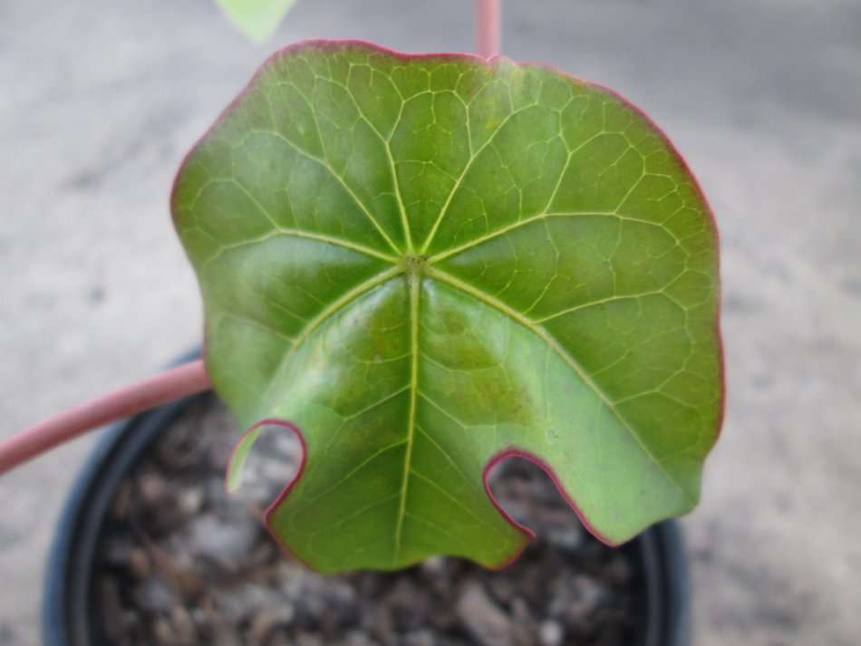 12 cm pot. Succulent. Live plant. Jatropha podagrica, Buddha belly plant, bottleplant shrub
