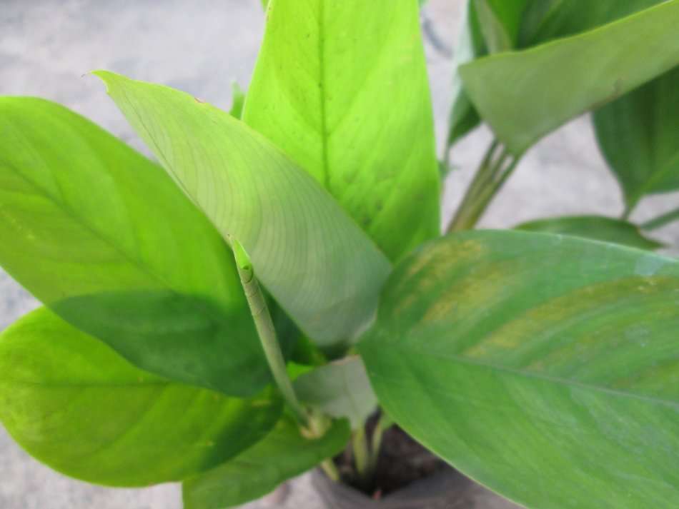 12 cm pot. Succulent. Live plant. Maranta arundinacea, arrowroot