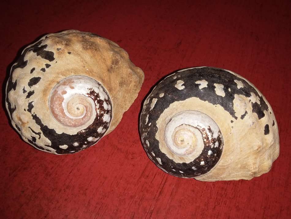 Sea Shells Grouping-Collecting