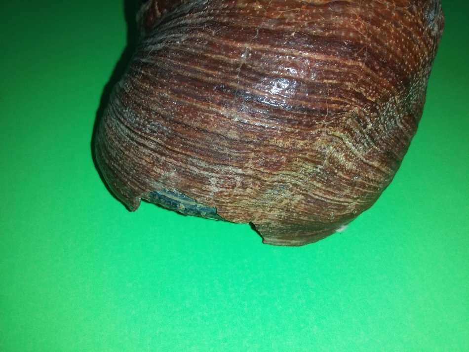 Sea Shell-Collecting