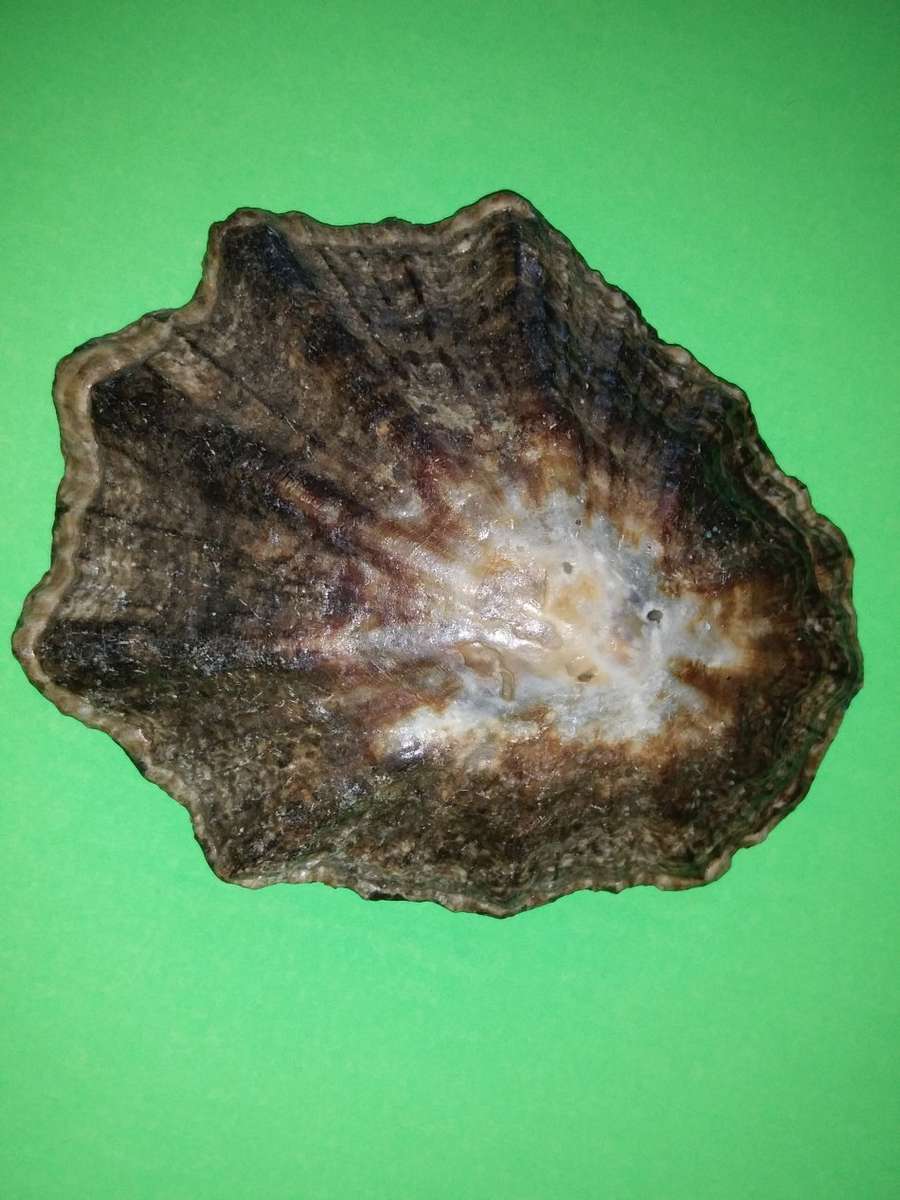 Sea Shell-Collecting