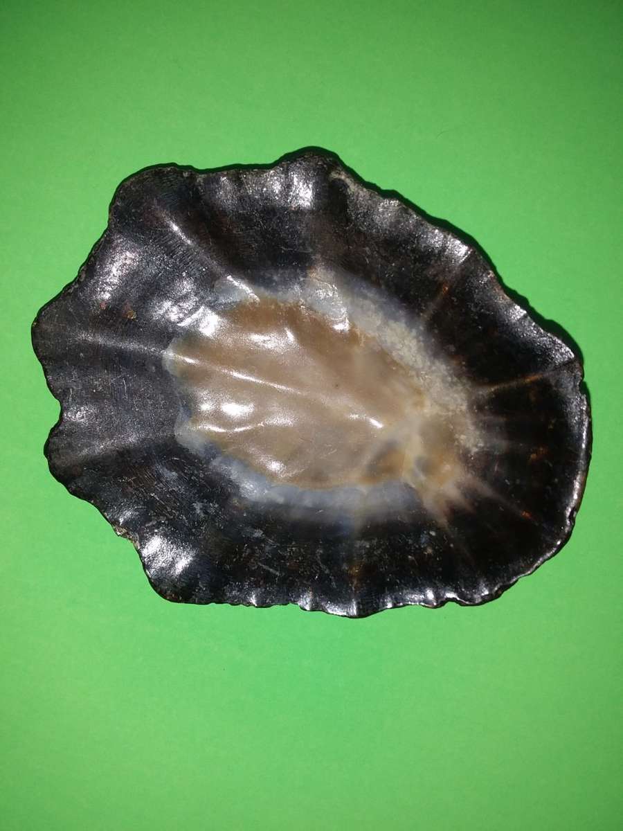 Sea Shell-Collecting