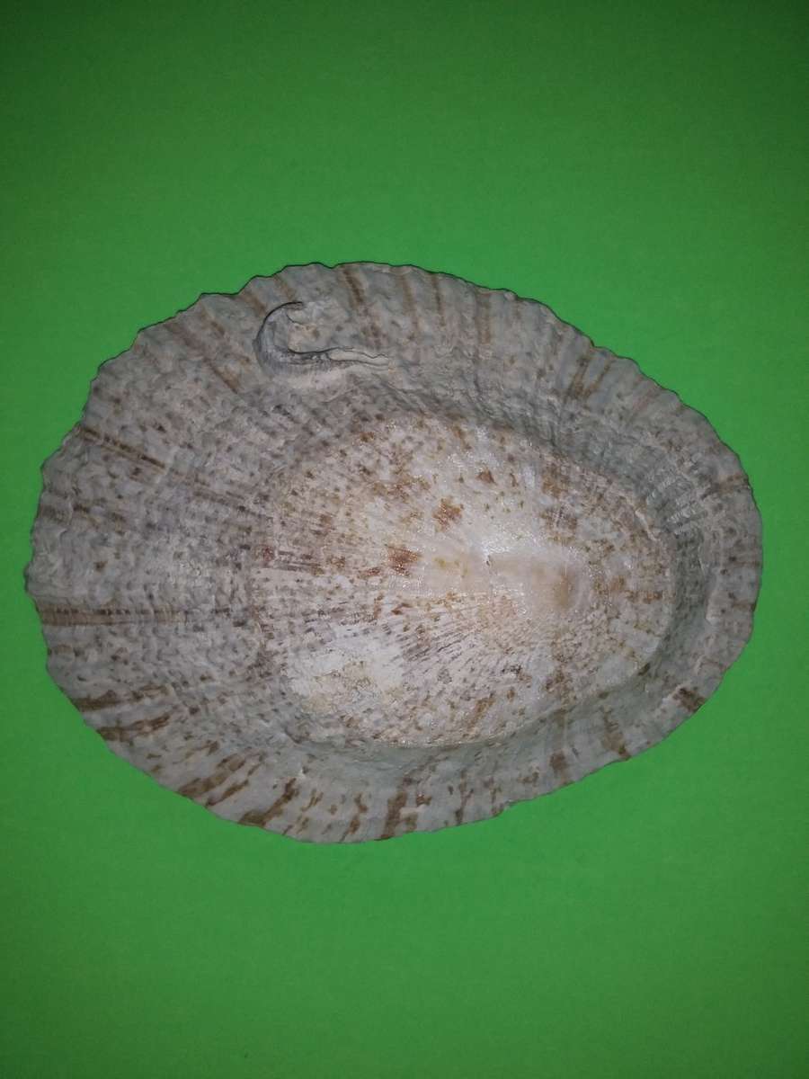 Sea Shell-Collecting