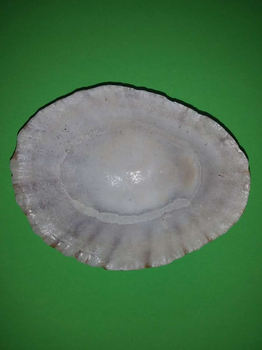 Sea Shell-Collecting