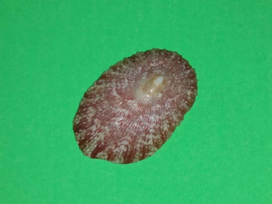 Sea Shell-Collecting