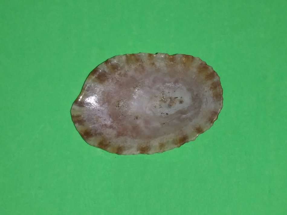 Sea Shell-Collecting