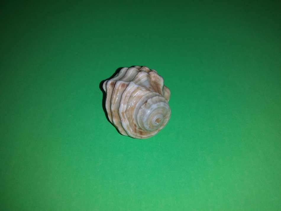 Sea Shell-Collecting