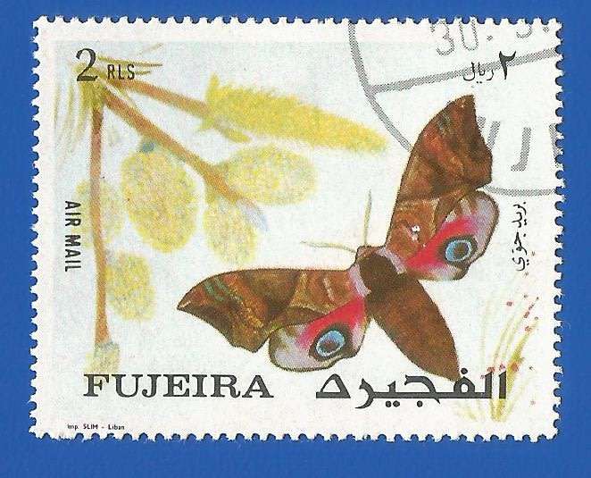 Middle East- Fujeira- Used- Thematic- Fauna- Moth