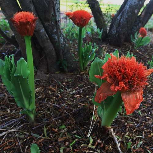 Scadoxus puniceus Bulb (Poeierkwas/Paintbrush) - Live plant