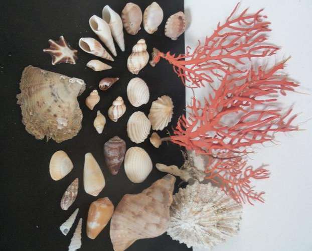 Sea Shells & rare red grass from Jeffreys Bay (cleaned handpicked)