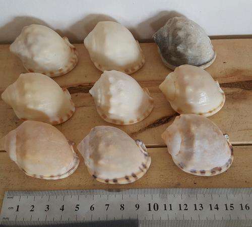 Sea Shells  from Jeffreys Bay (cleaned handpicked) aquarium fish