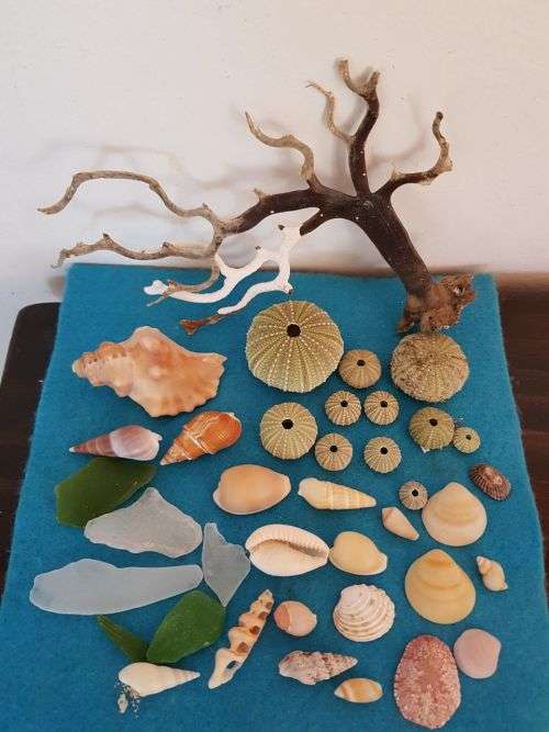 Sea Shells & rare redsea grass from Jeffreys Bay (cleaned handpicked) beach, driftwood, fish aqarium