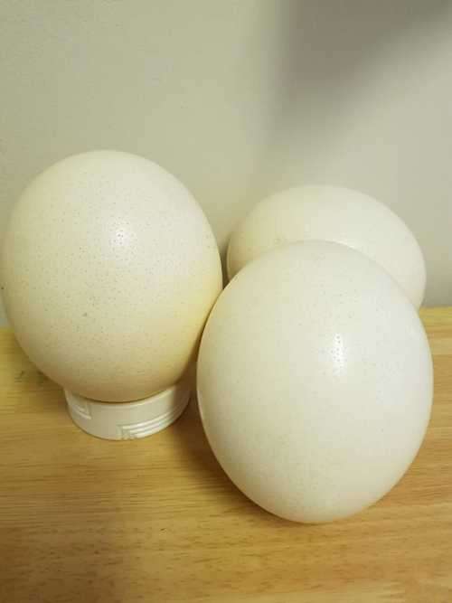 Ostrich eggs shells
