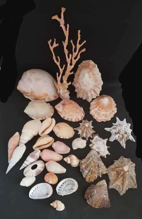 Sea Shells & rare redsea grass from Jeffreys Bay (cleaned handpicked) beach, driftwood, fish aqarium