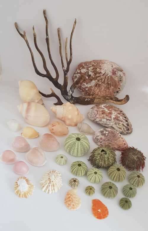 Sea Shells & rare sea grass from Jeffreys Bay (cleaned handpicked) beach, driftwood, fish aqarium
