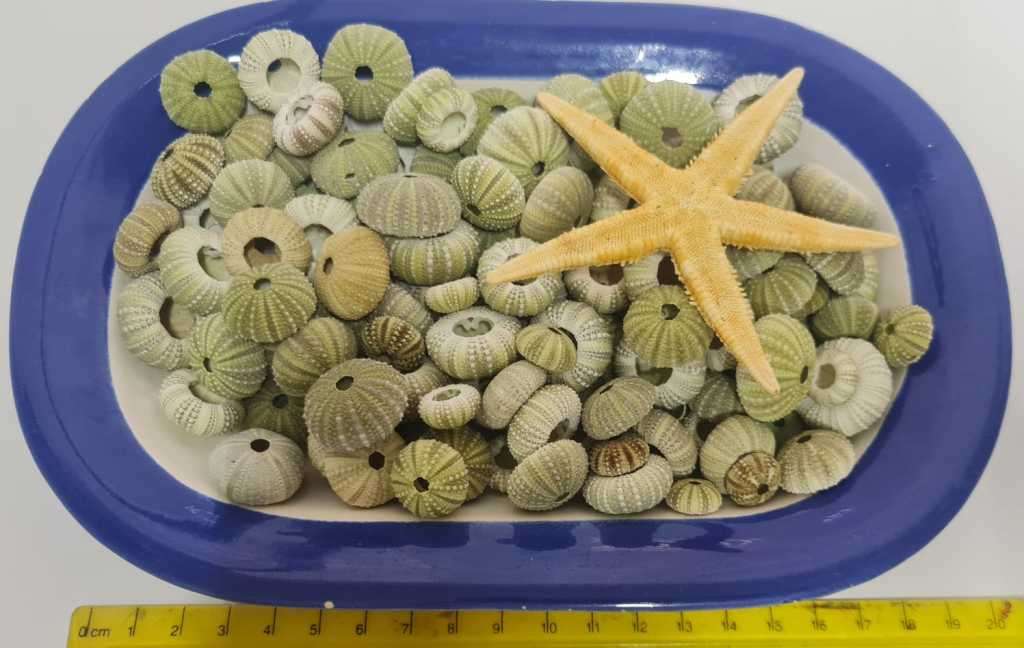 Urchins sea shells