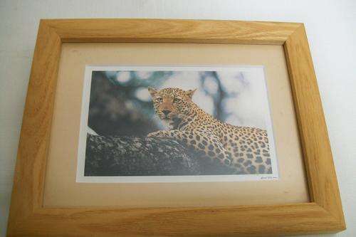 Wild Life Photographic Print by Horst Klemm of a Leopard (2)