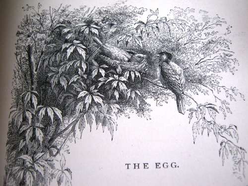 1895 -  THE BIRD - JULES MICHELET - INCLUDES 210 WONDERFUL ETCHED ILLUSTRATIONS.