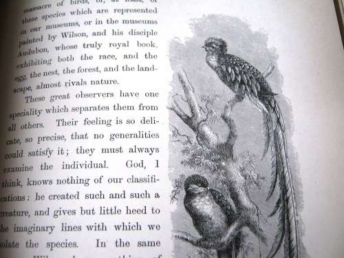 1895 -  THE BIRD - JULES MICHELET - INCLUDES 210 WONDERFUL ETCHED ILLUSTRATIONS.