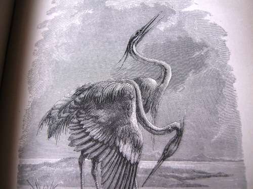 1895 -  THE BIRD - JULES MICHELET - INCLUDES 210 WONDERFUL ETCHED ILLUSTRATIONS.