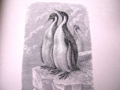 1895 -  THE BIRD - JULES MICHELET - INCLUDES 210 WONDERFUL ETCHED ILLUSTRATIONS.