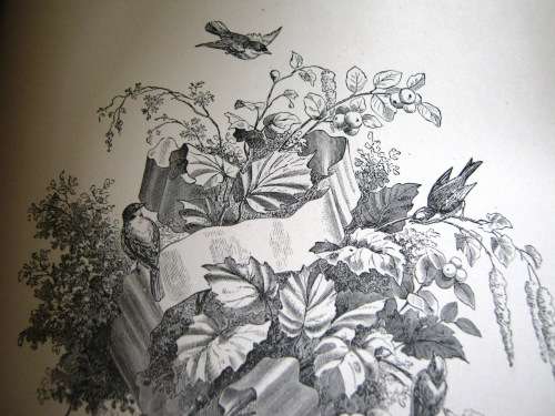 1895 -  THE BIRD - JULES MICHELET - INCLUDES 210 WONDERFUL ETCHED ILLUSTRATIONS.