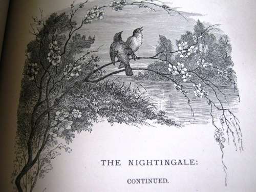 1895 -  THE BIRD - JULES MICHELET - INCLUDES 210 WONDERFUL ETCHED ILLUSTRATIONS.