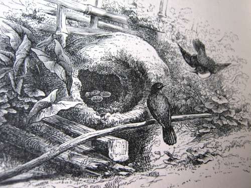 1895 -  THE BIRD - JULES MICHELET - INCLUDES 210 WONDERFUL ETCHED ILLUSTRATIONS.