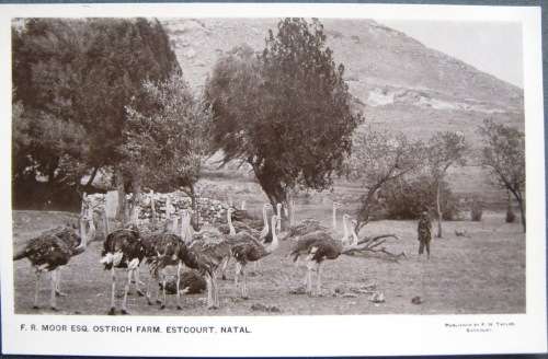 NATAL - ESTCOURT - OSTRICH FARMING!!! YOU LEARN SOMETHING EVERY DAY? -  VINTAGE POSTCARD.