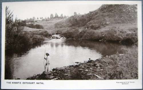NATAL - ESTCOURT - OSTRICH FARMING!!! YOU LEARN SOMETHING EVERY DAY? -  VINTAGE POSTCARD.