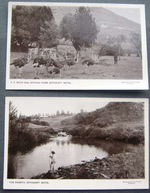 NATAL - ESTCOURT - OSTRICH FARMING!!! YOU LEARN SOMETHING EVERY DAY? -  VINTAGE POSTCARD.