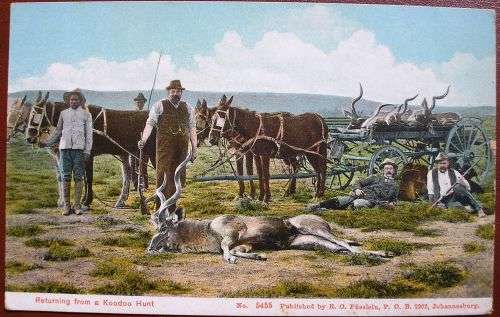 BOERS , KOODOO HUNTING -  VINTAGE POSTCARD