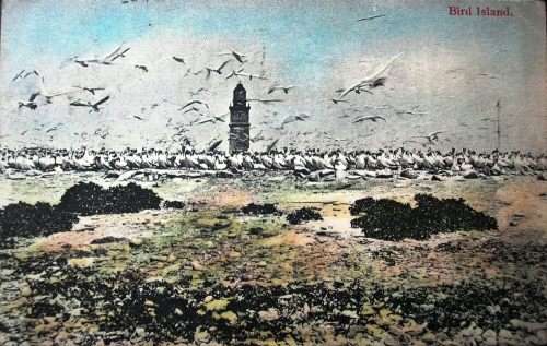 CAPE  - BIRD ISLAND - VINTAGE P/CARD.
