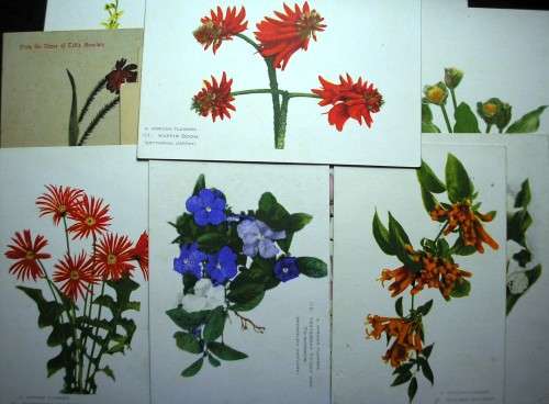 SOUTH AFRICAN FLOWERS - 14 VINTAGE POSTCARDS - IMPERFECTIONS AS SEEN - DARKER CARDS ARE OLDER.