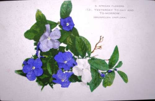 SOUTH AFRICAN FLOWERS - 14 VINTAGE POSTCARDS - IMPERFECTIONS AS SEEN - DARKER CARDS ARE OLDER.