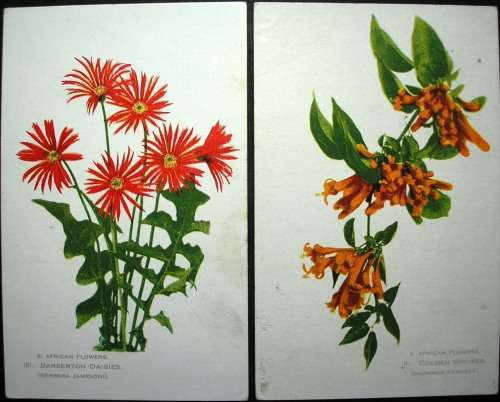 SOUTH AFRICAN FLOWERS - 14 VINTAGE POSTCARDS - IMPERFECTIONS AS SEEN - DARKER CARDS ARE OLDER.
