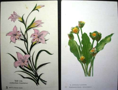SOUTH AFRICAN FLOWERS - 14 VINTAGE POSTCARDS - IMPERFECTIONS AS SEEN - DARKER CARDS ARE OLDER.