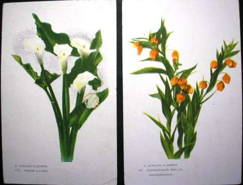 SOUTH AFRICAN FLOWERS - 14 VINTAGE POSTCARDS - IMPERFECTIONS AS SEEN - DARKER CARDS ARE OLDER.