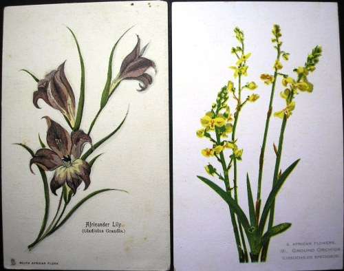 SOUTH AFRICAN FLOWERS - 14 VINTAGE POSTCARDS - IMPERFECTIONS AS SEEN - DARKER CARDS ARE OLDER.