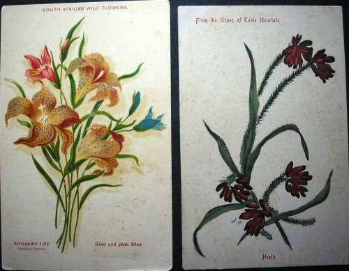 SOUTH AFRICAN FLOWERS - 14 VINTAGE POSTCARDS - IMPERFECTIONS AS SEEN - DARKER CARDS ARE OLDER.