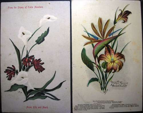 SOUTH AFRICAN FLOWERS - 14 VINTAGE POSTCARDS - IMPERFECTIONS AS SEEN - DARKER CARDS ARE OLDER.