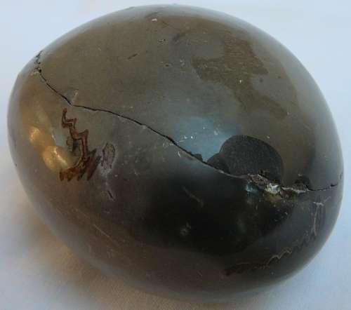 SOMETHING DIFFERENT - Approximately 150 MILLION Years Old Ammonite Fossil