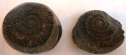 SOMETHING DIFFERENT - Approximately 150 MILLION Years Old Ammonite Fossil