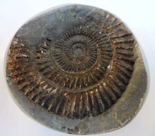 SOMETHING DIFFERENT - Approximately 150 MILLION Years Old Ammonite Fossil