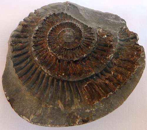 SOMETHING DIFFERENT - Approximately 150 MILLION Years Old Ammonite Fossil