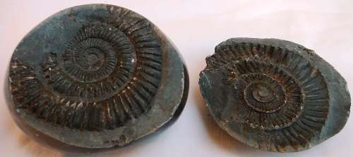 SOMETHING DIFFERENT - Approximately 150 MILLION Years Old Ammonite Fossil